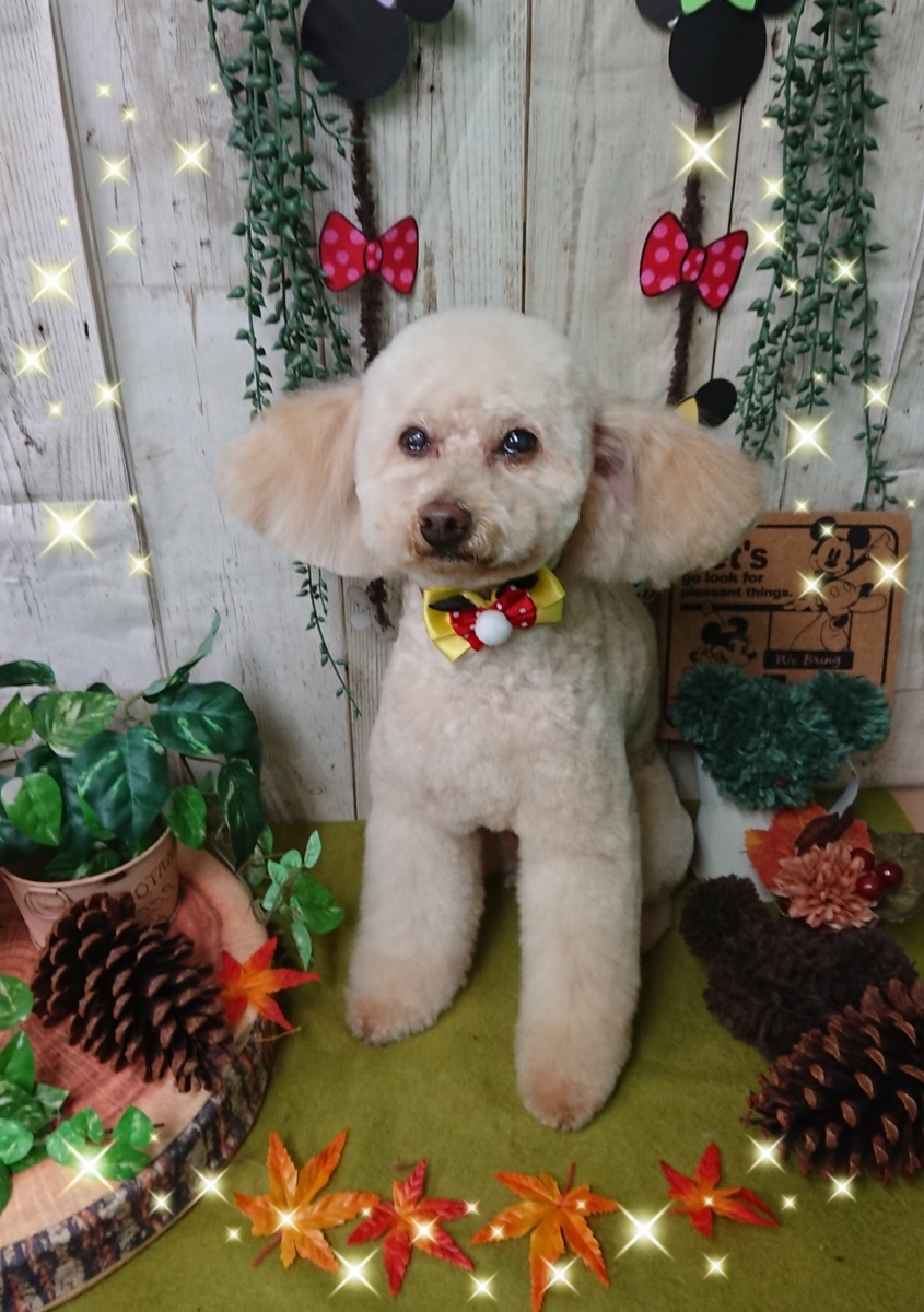 f:id:happy_ac:20191112194821j:plain