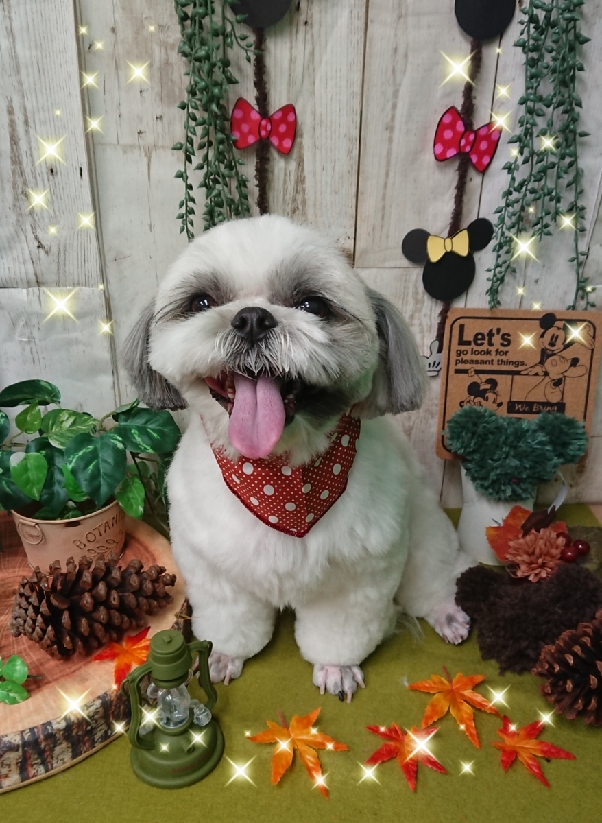 f:id:happy_ac:20191112194837j:plain