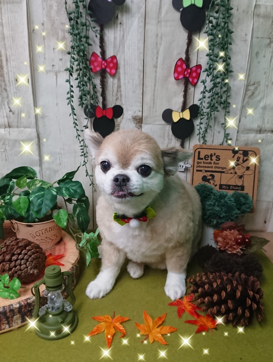 f:id:happy_ac:20191112195708j:plain