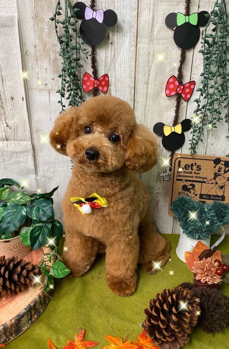 f:id:happy_ac:20191114092133j:plain