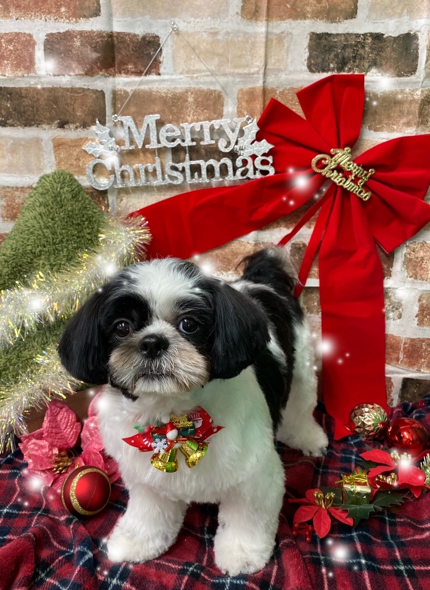 f:id:happy_ac:20191123144742j:plain
