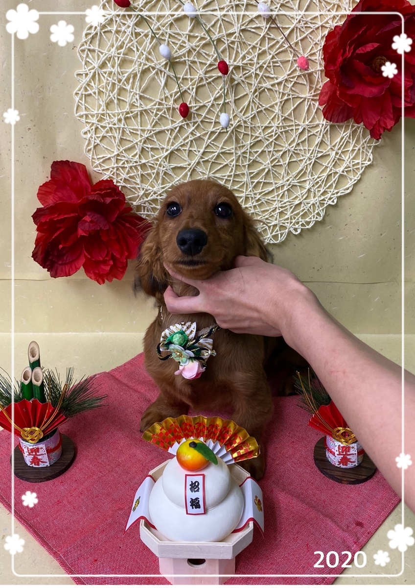 f:id:happy_ac:20191221145404j:plain