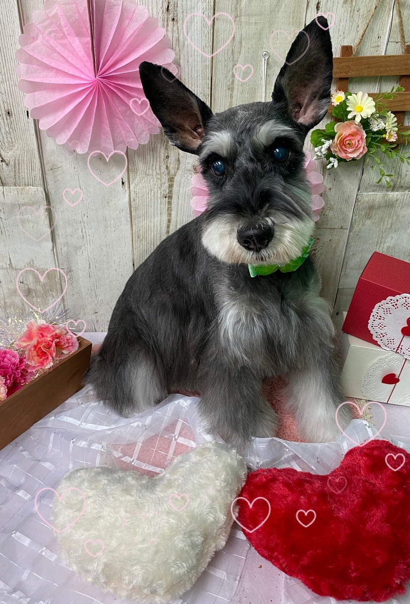 f:id:happy_ac:20200202141415j:plain