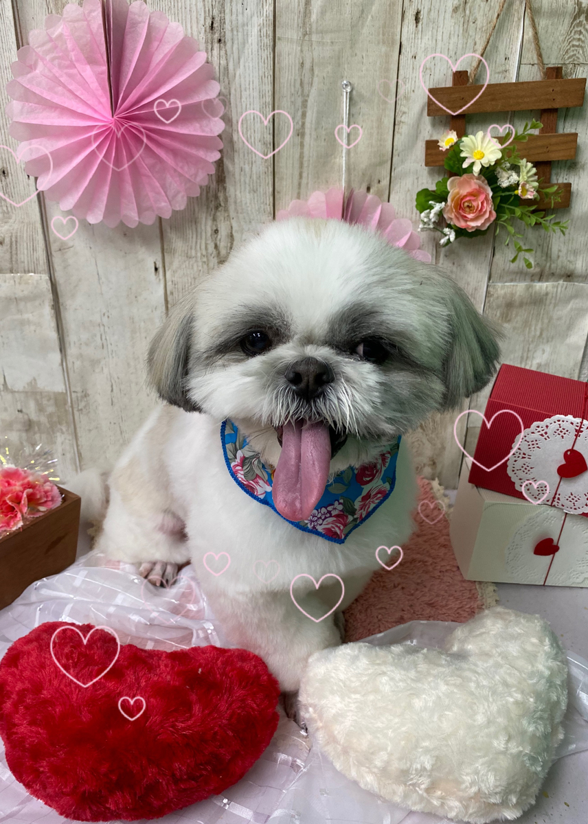 f:id:happy_ac:20200204184045j:plain