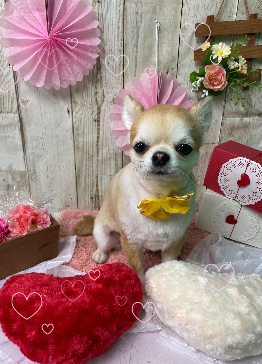 f:id:happy_ac:20200204184109j:plain