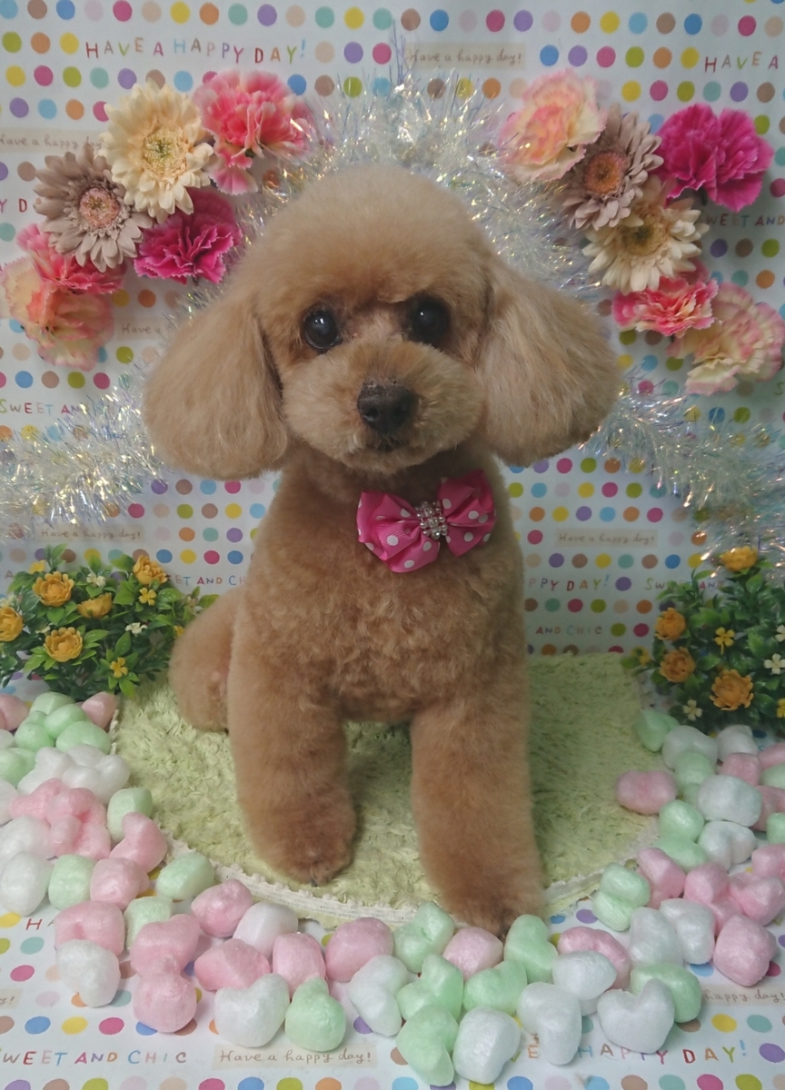f:id:happy_ac:20200209145430j:plain
