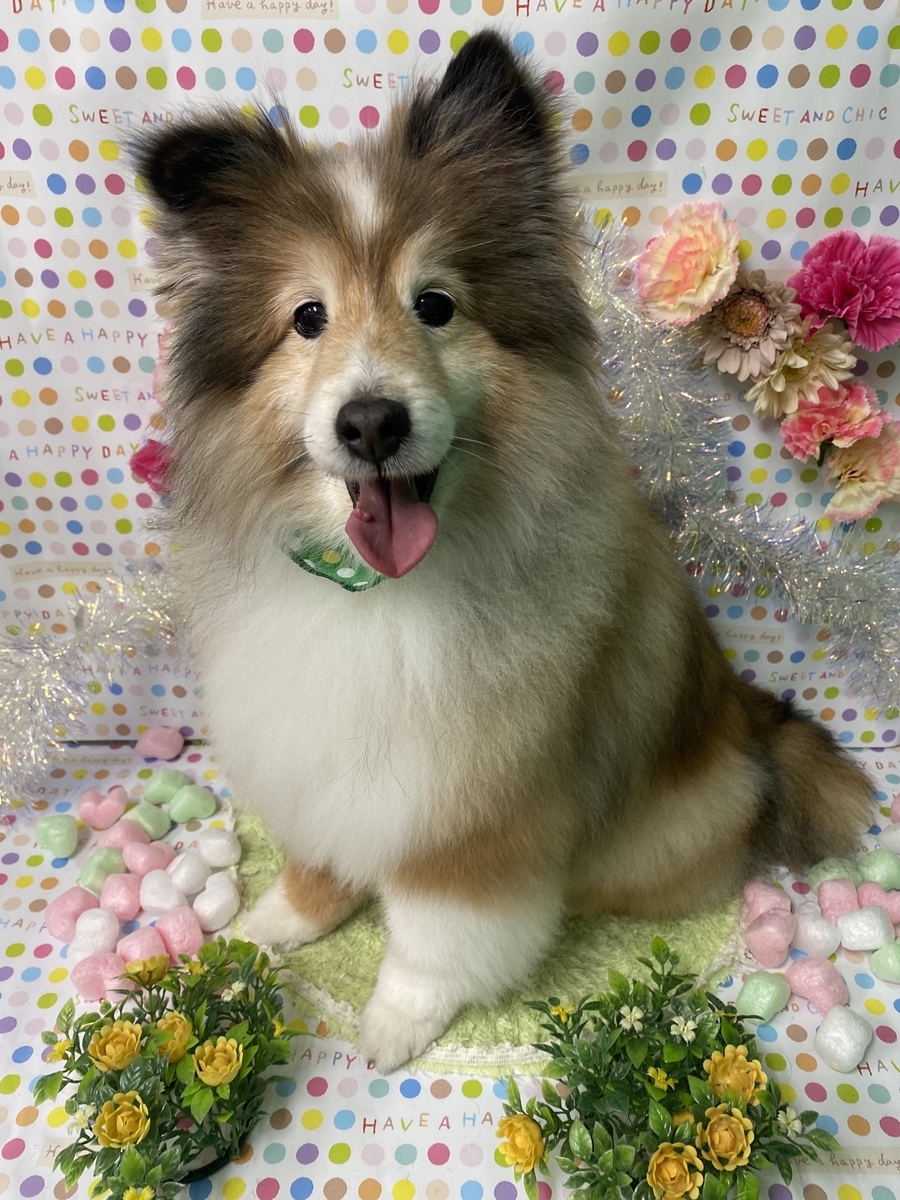f:id:happy_ac:20200215145815j:plain