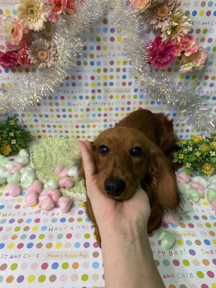 f:id:happy_ac:20200220192551j:plain
