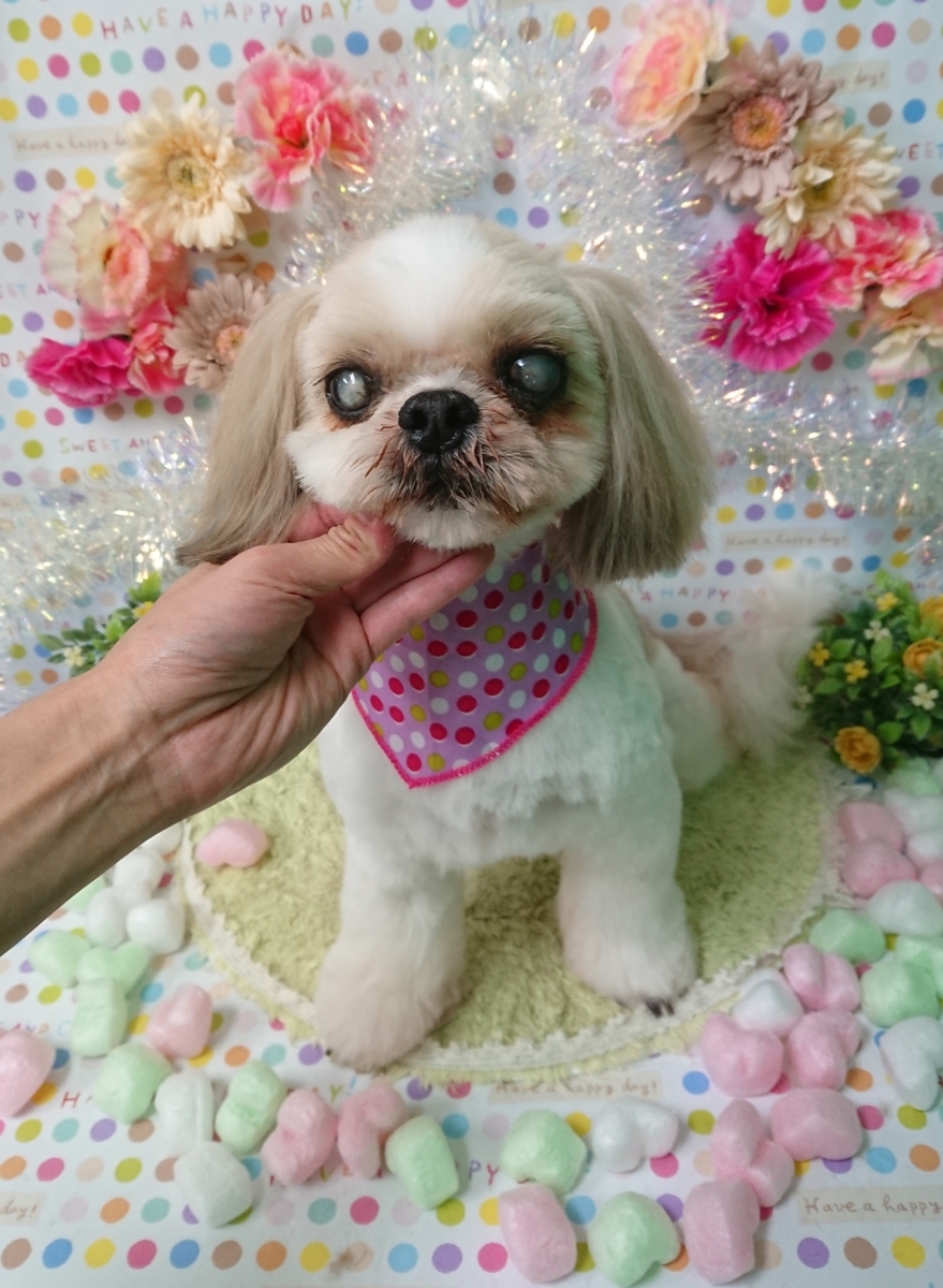 f:id:happy_ac:20200220192628j:plain
