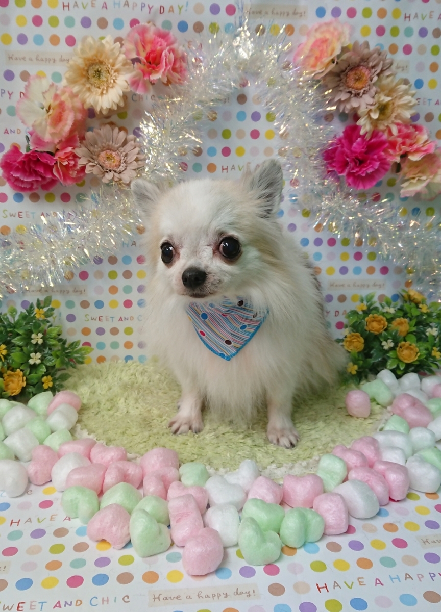 f:id:happy_ac:20200220192703j:plain