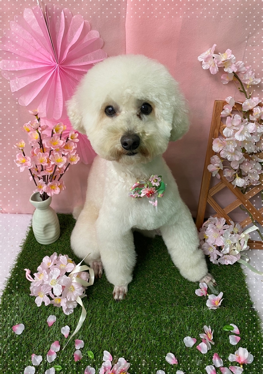 f:id:happy_ac:20200302195813j:plain