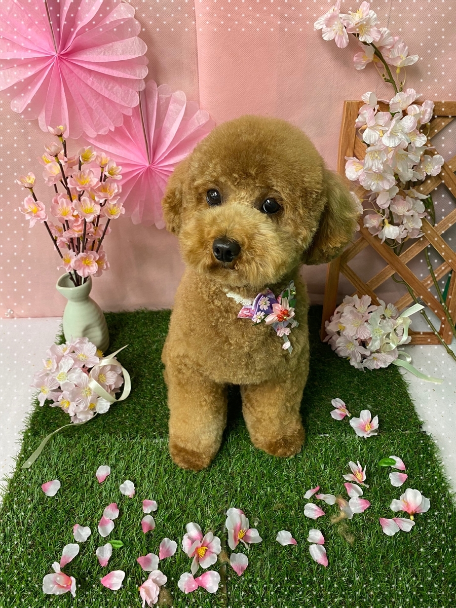 f:id:happy_ac:20200308091745j:plain