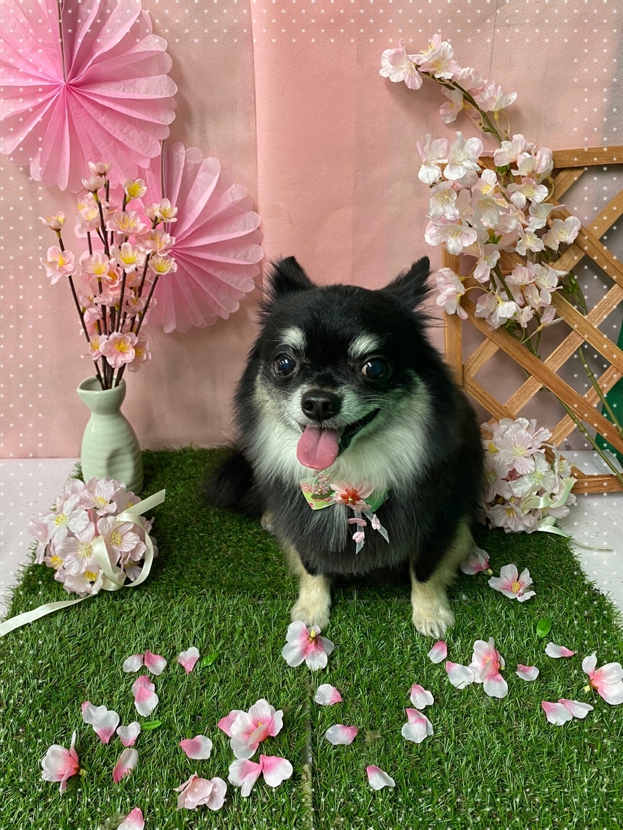 f:id:happy_ac:20200308091943j:plain