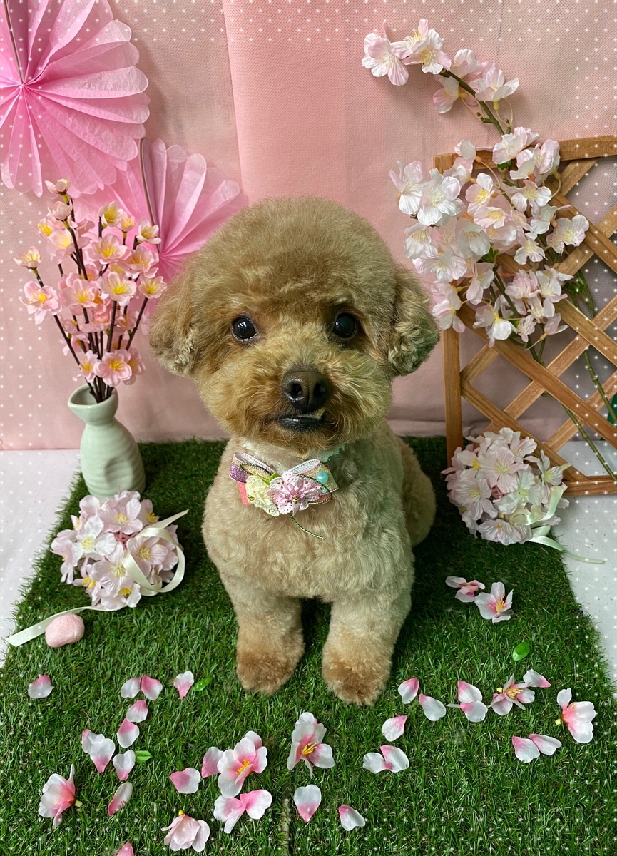 f:id:happy_ac:20200308092103j:plain