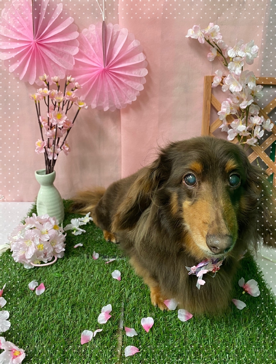 f:id:happy_ac:20200319162129j:plain
