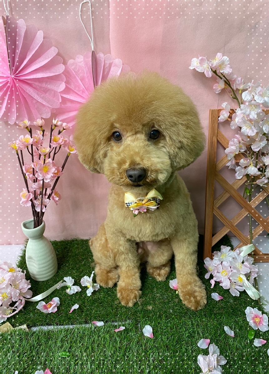 f:id:happy_ac:20200319194042j:plain