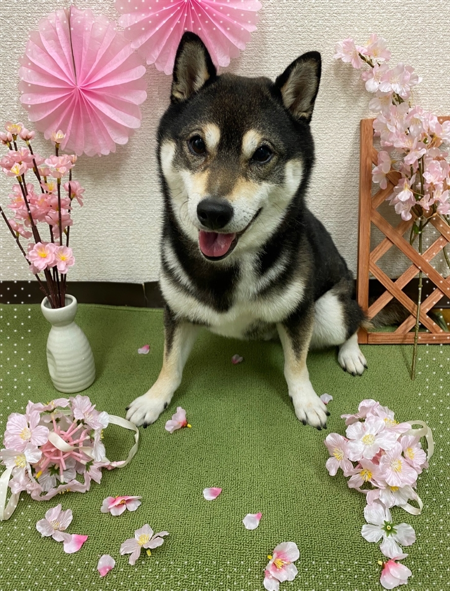 f:id:happy_ac:20200320144904j:plain