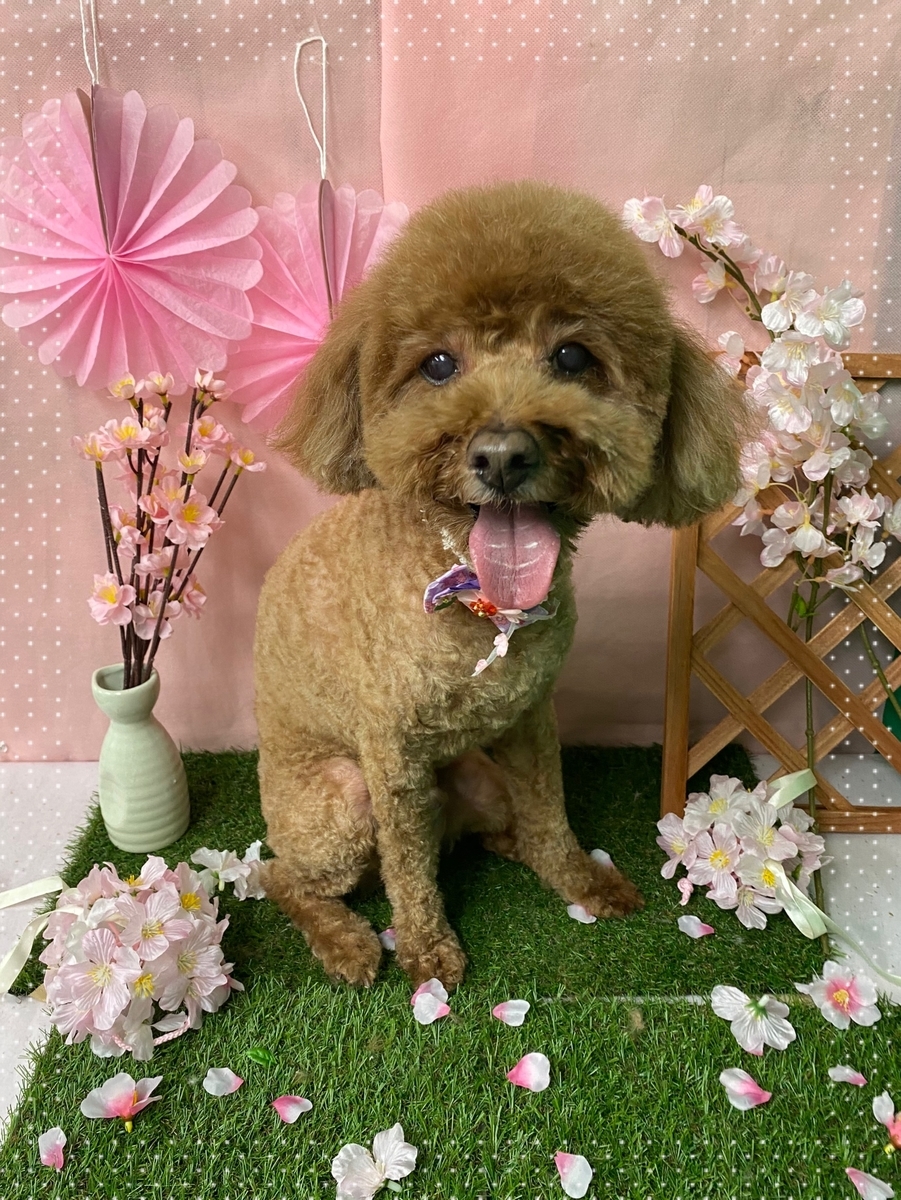 f:id:happy_ac:20200320145040j:plain