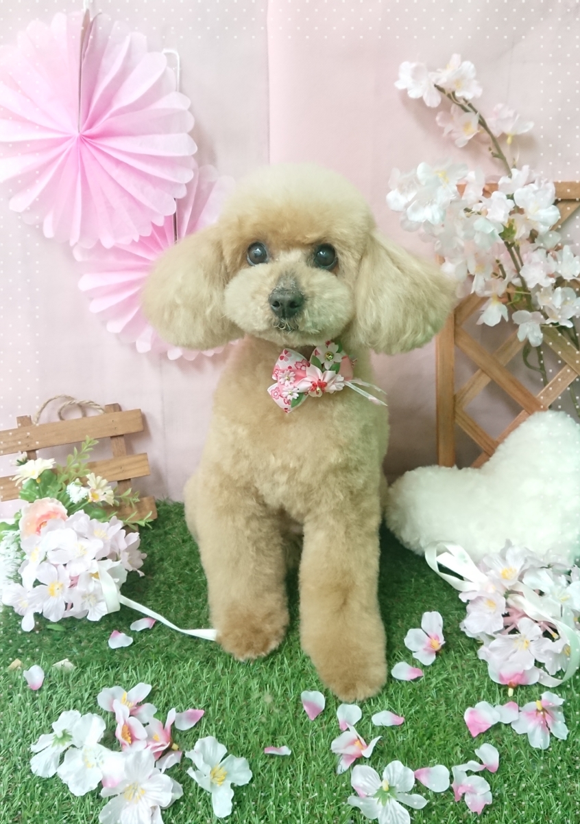 f:id:happy_ac:20200322144622j:plain