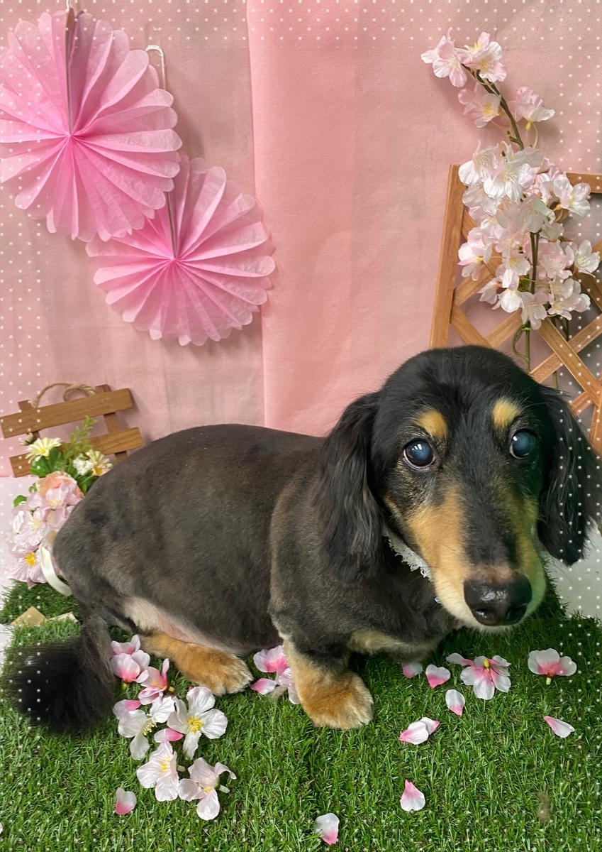 f:id:happy_ac:20200322144845j:plain