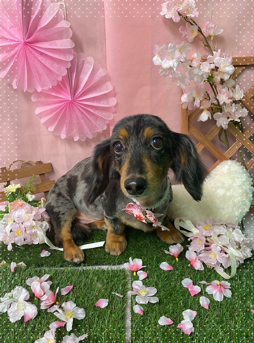 f:id:happy_ac:20200322144941j:plain