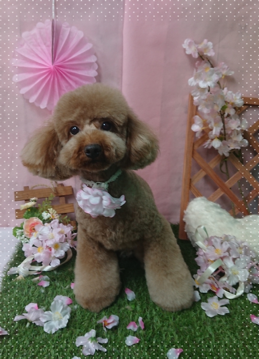 f:id:happy_ac:20200402163035j:plain f:id:happy_ac:20200402163035j:plain
