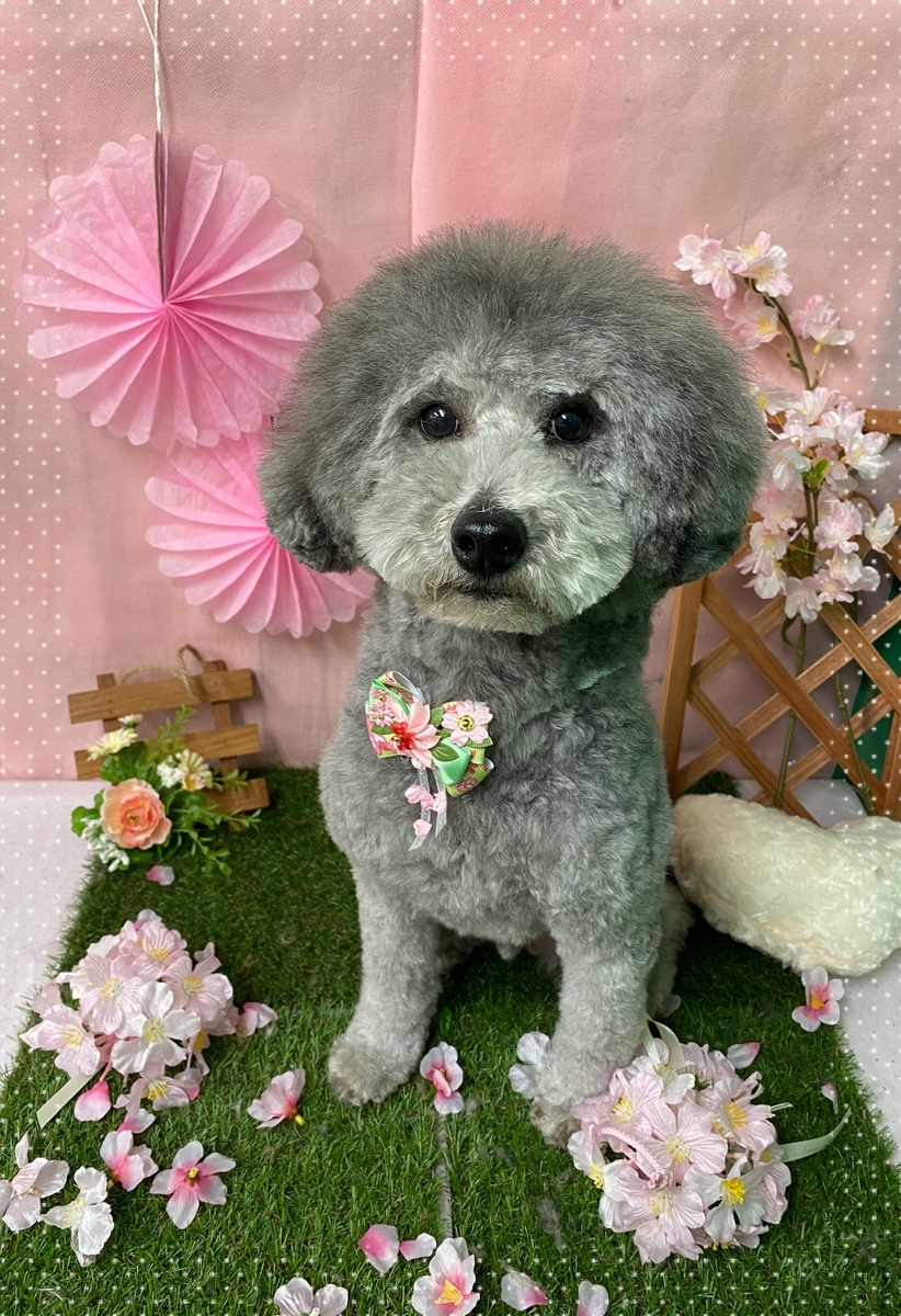 f:id:happy_ac:20200402195718j:plain f:id:happy_ac:20200402195718j:plain