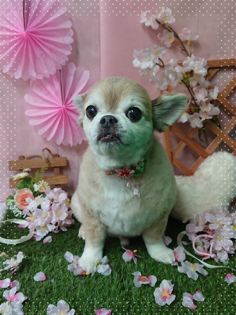 f:id:happy_ac:20200403194825j:plain