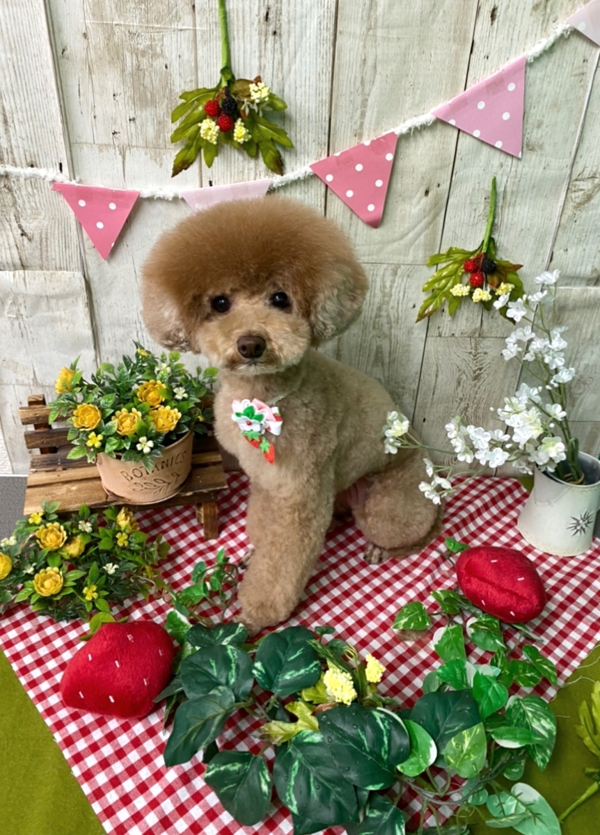 f:id:happy_ac:20200405092432j:plain