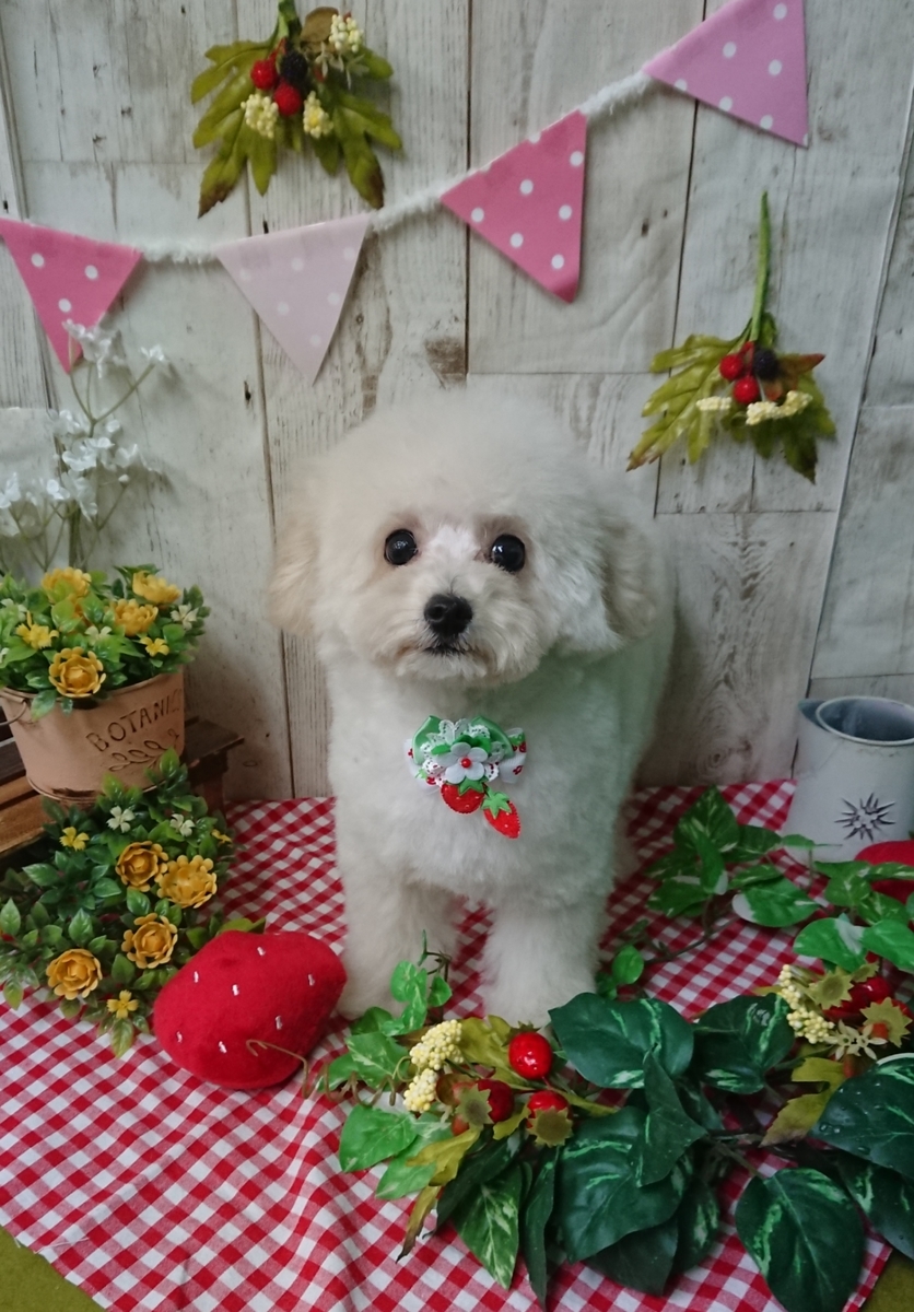 f:id:happy_ac:20200421193821j:plain