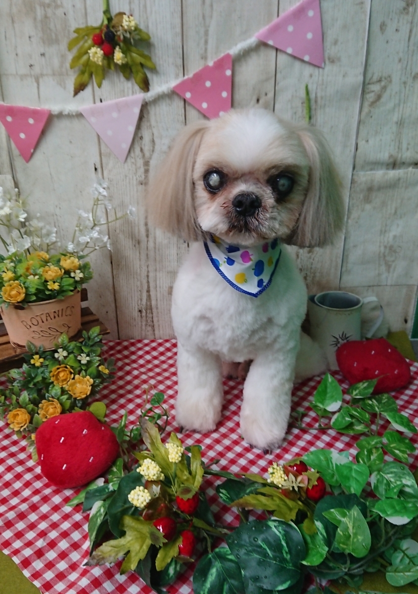 f:id:happy_ac:20200425145225j:plain f:id:happy_ac:20200425145225j:plain