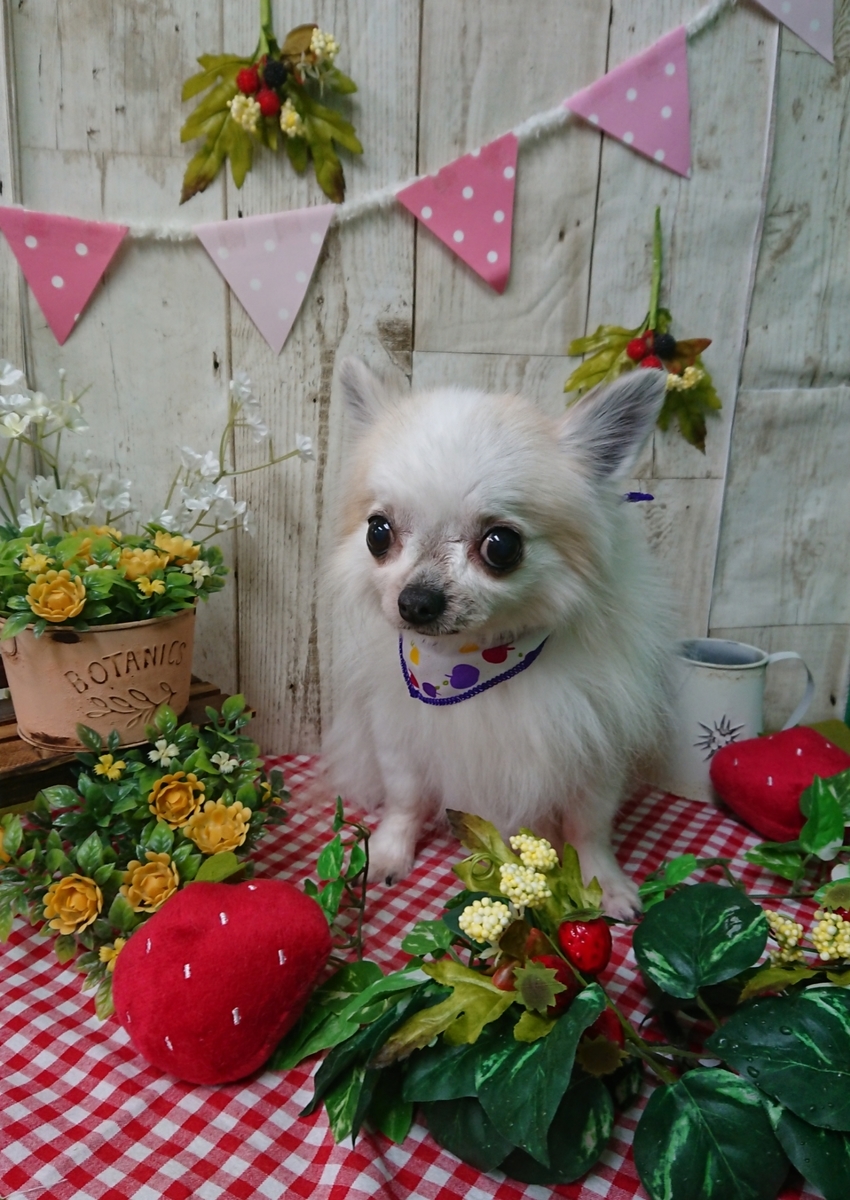 f:id:happy_ac:20200425145228j:plain f:id:happy_ac:20200425145228j:plain