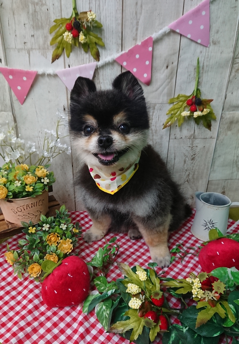 f:id:happy_ac:20200428174243j:plain