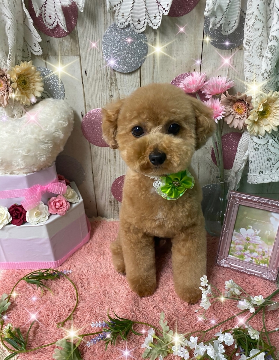 f:id:happy_ac:20200517110019j:plain