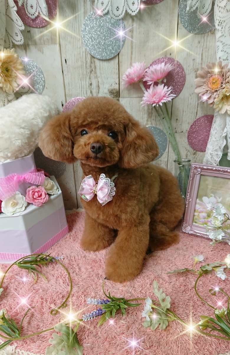 f:id:happy_ac:20200517110034j:plain