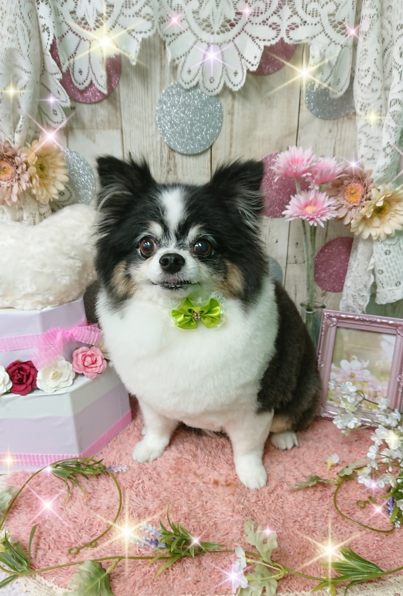 f:id:happy_ac:20200517110038j:plain