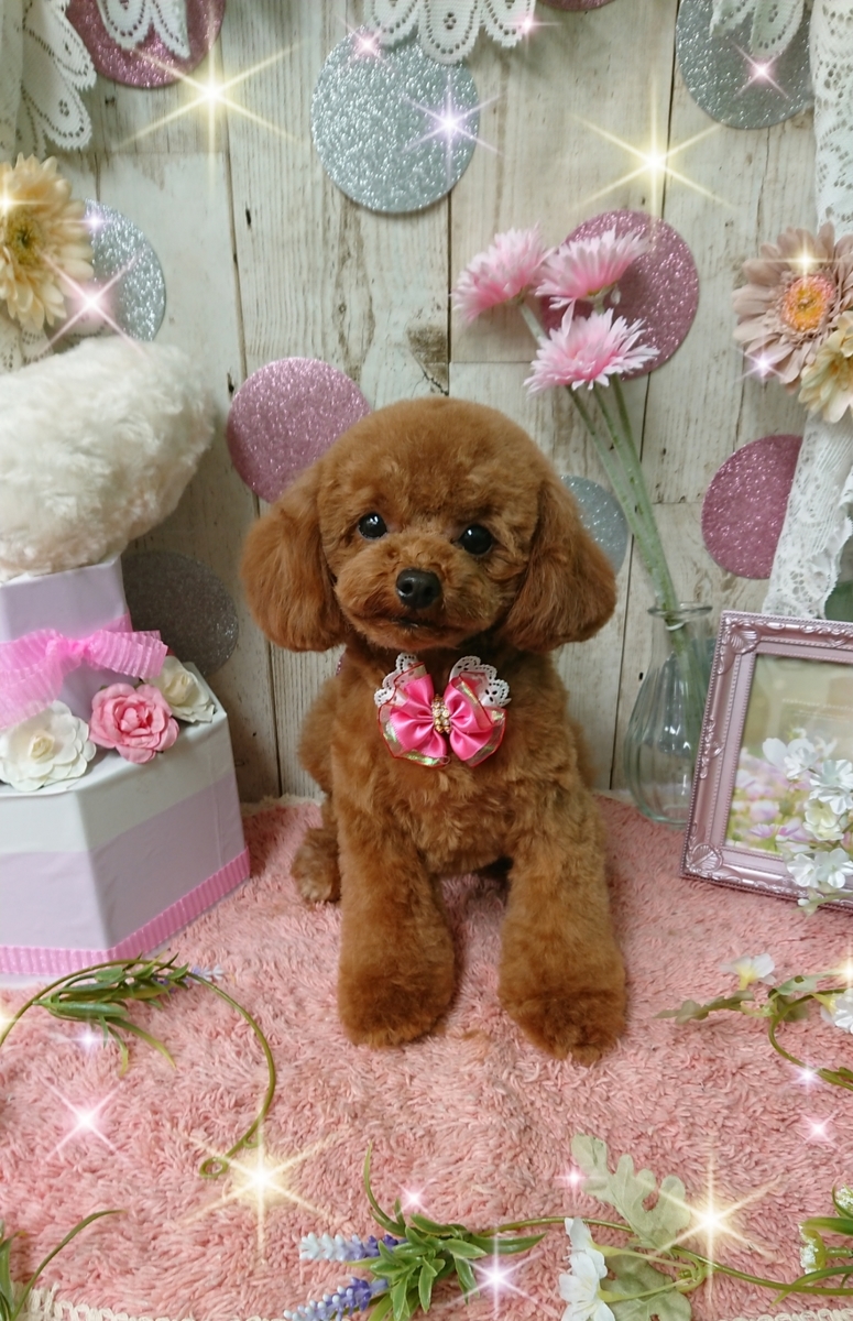 f:id:happy_ac:20200517110040j:plain