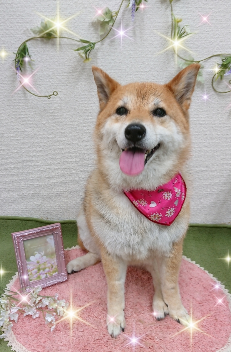 f:id:happy_ac:20200528191843j:plain f:id:happy_ac:20200528191843j:plain
