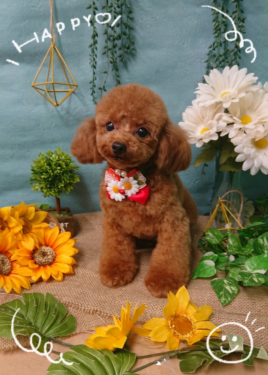 f:id:happy_ac:20200703182126j:plain