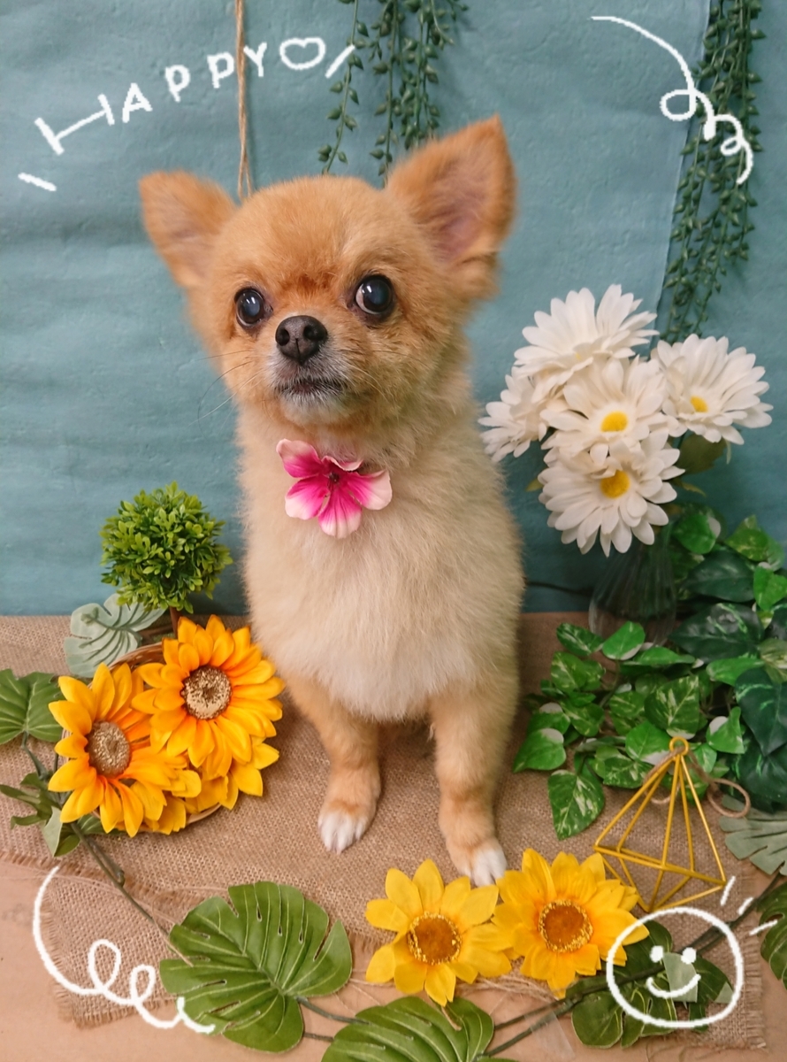 f:id:happy_ac:20200719092532j:plain