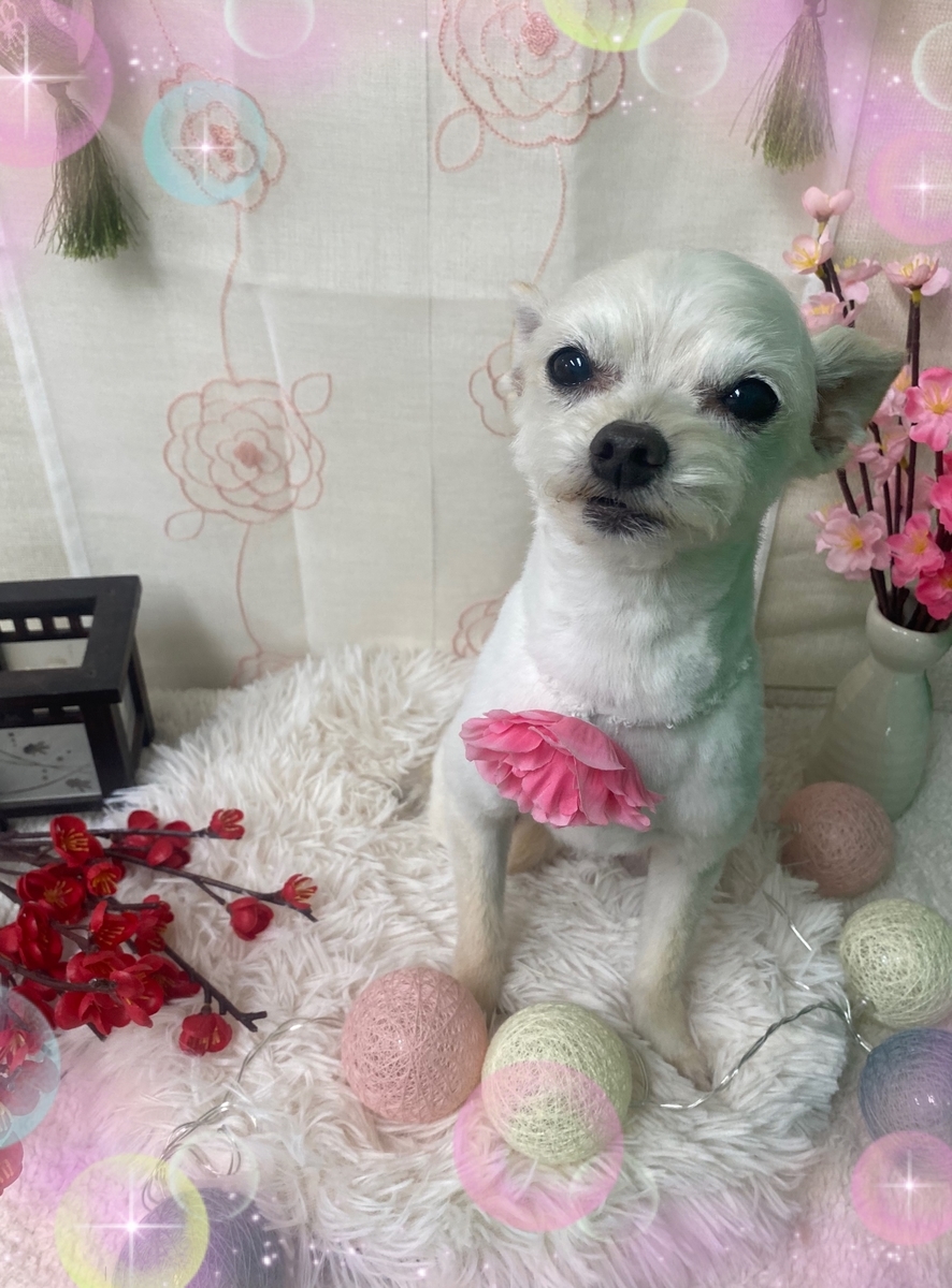f:id:happy_ac:20220307093240j:plain