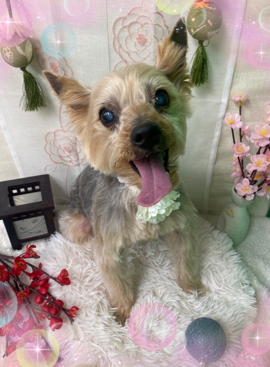 f:id:happy_ac:20220312144155j:plain