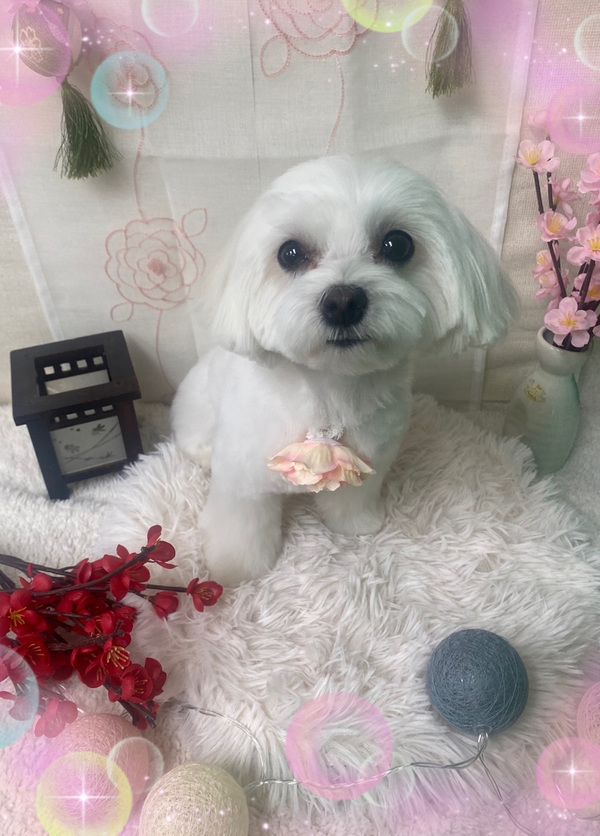 f:id:happy_ac:20220312145212j:plain