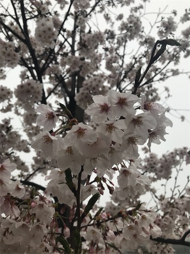 f:id:happy_life_401:20210328203236j:plain