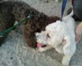 DSC00240-1.JPG