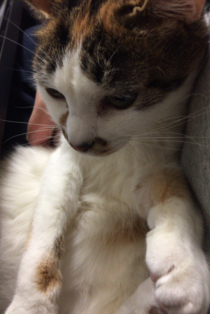 f:id:happycome_hogetsu:20170304185235j:plain