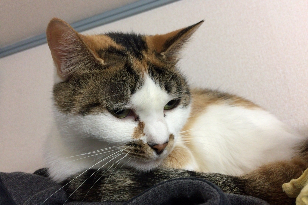 f:id:happycome_hogetsu:20171026234639j:plain