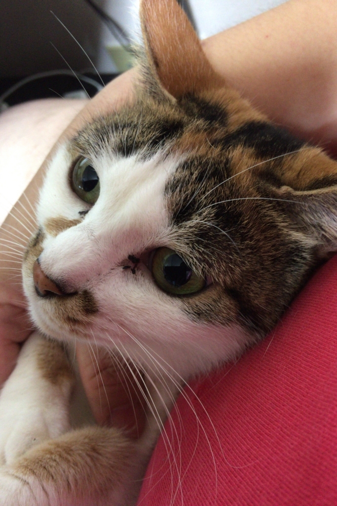 f:id:happycome_hogetsu:20171102011018j:plain f:id:happycome_hogetsu:20171102011018j:plain