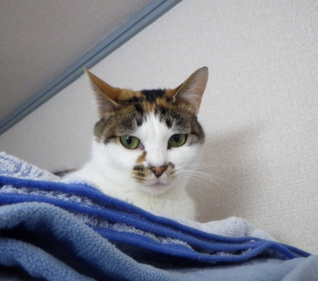 f:id:happycome_hogetsu:20180122235322j:plain