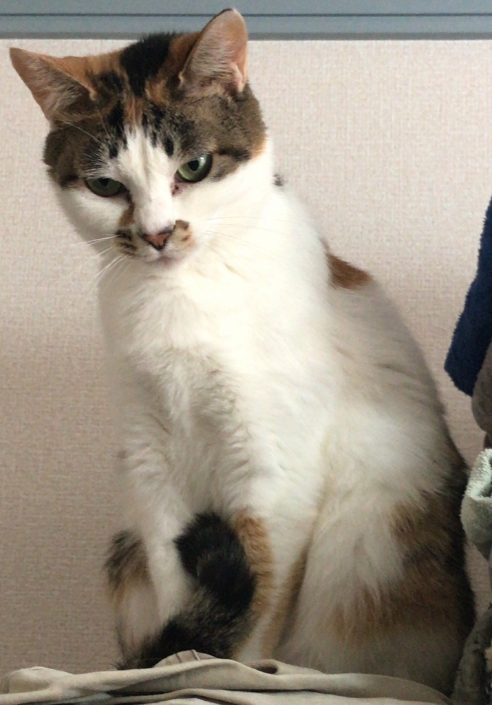 f:id:happycome_hogetsu:20180206233349j:plain f:id:happycome_hogetsu:20180206233349j:plain